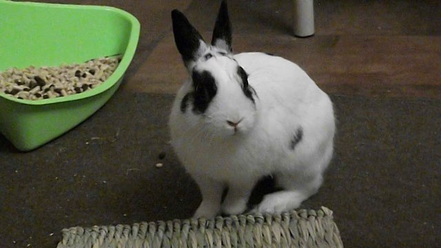 Pinou à St Michel des Saints (16-08-14) 9