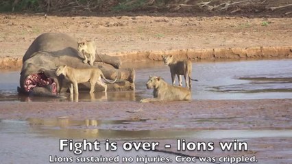 Trois lions affrontent un crocodile pour récupérer la carcasse d’un éléphant !