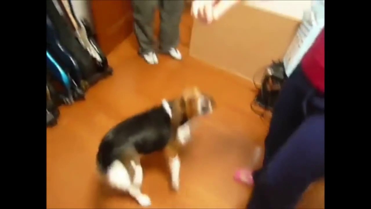 FUNNY DOG VIDEOS