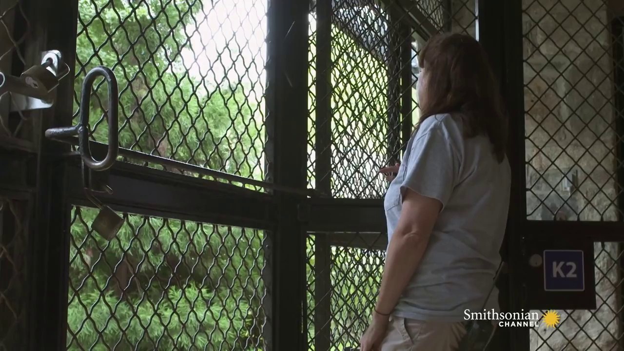 Bao Bao's Birthday: Smithsonian Celebrates Baby Panda's Adorable First Year