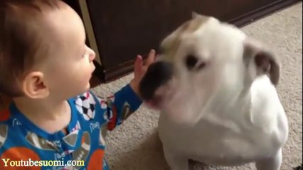 The World's Most Funny Dog Videos 2013