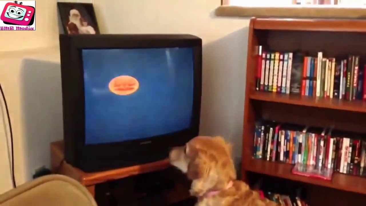 Top Funny Dogs Compilation 2014