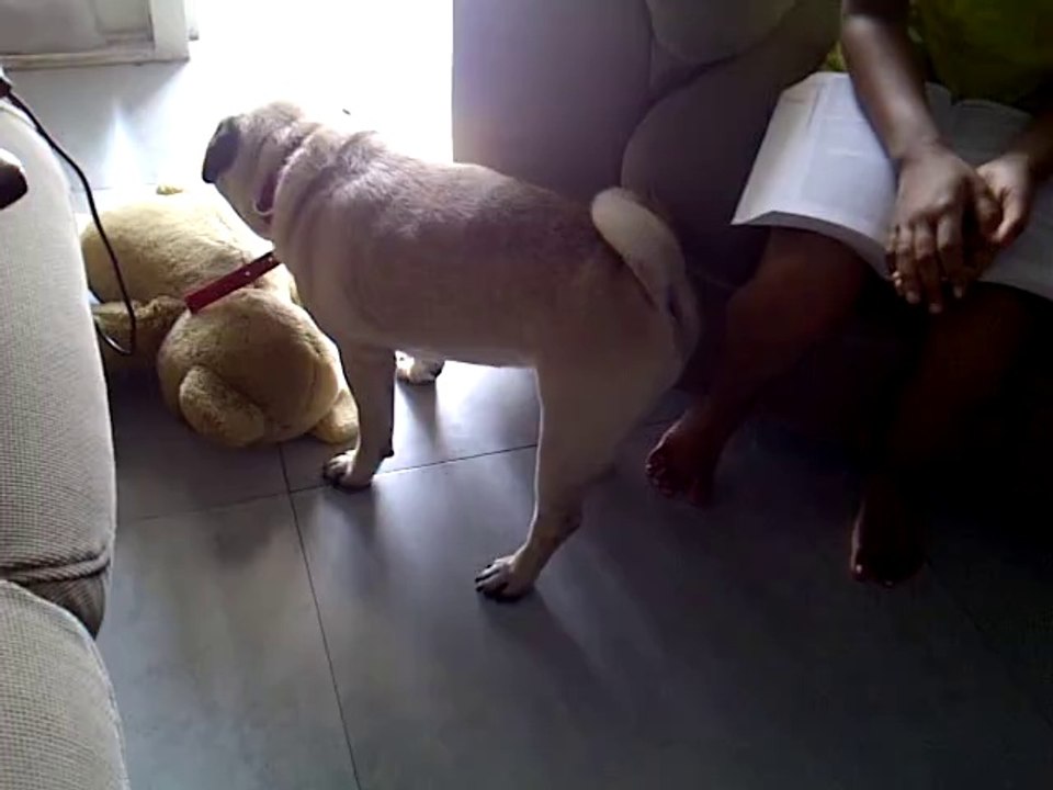 Barfi The Pug