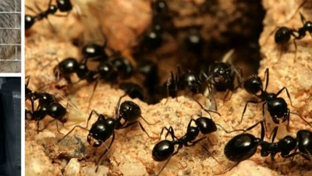 Austin Pest Control Service