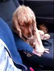 My dog needs me to hold his had when were driving