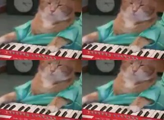 Keyboard Cat | Cat Playing Keyboard