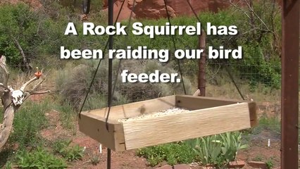 Homeowners Grease Pole To Stop Squirrel From Raiding Bird Feeder