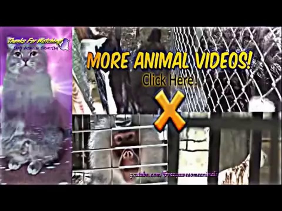 WORLD'S MOST FUNNY CAT AND DOG (VERY FUNNY VIDEOS 2014)