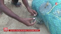 Tortues contre pêcheurs, le dilemme indien