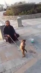 Bandar ban gya Gentelman