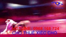 Cho thuê xiếc chó, thuê xiếc chó, xiếc khỉ trung thu LH: 0968 168 724