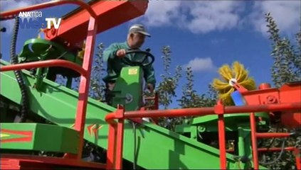 Ξεκινά η απόσυρση ροδάκινων σε ευπαθείς ομάδες