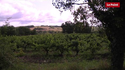 La lutte biologique : dompter la nature par la nature