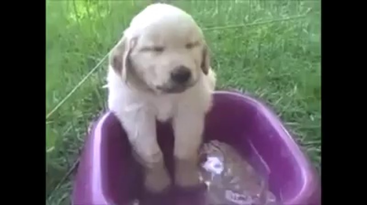 Sleeping Dog  Compilation