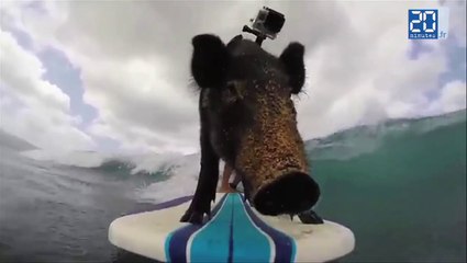 Le surf c'est aussi pour les animaux