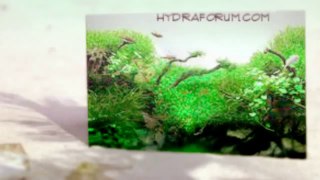Aquarium Forums  hydraforum.com