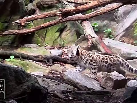 Детёныши ирбиса дебютировали в зоопарке Бронкса