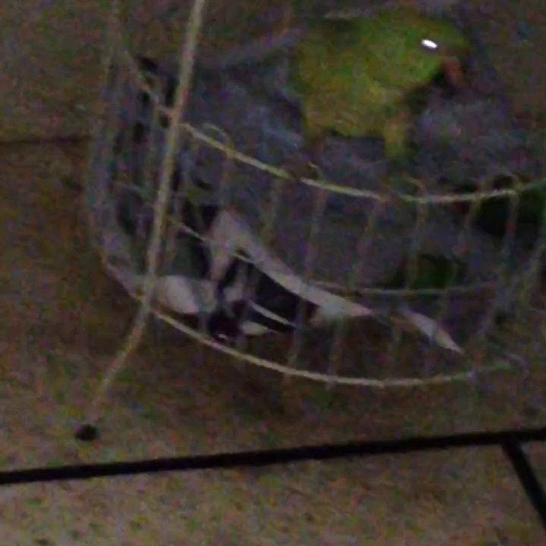 ⁣Scary parrot