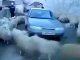 sürü psikolojisi  ve şaşkına dönen koyunlar