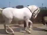 At davulla  ritim tutuyor