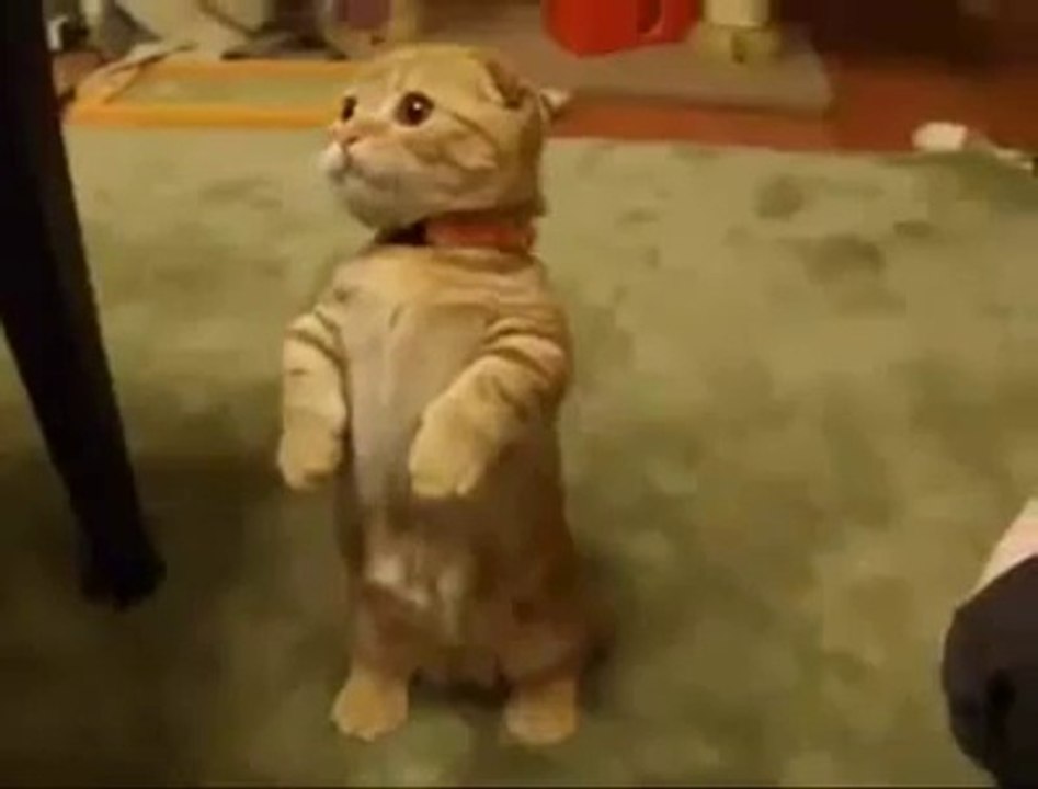 Bu nasıl tatlı bir kedi