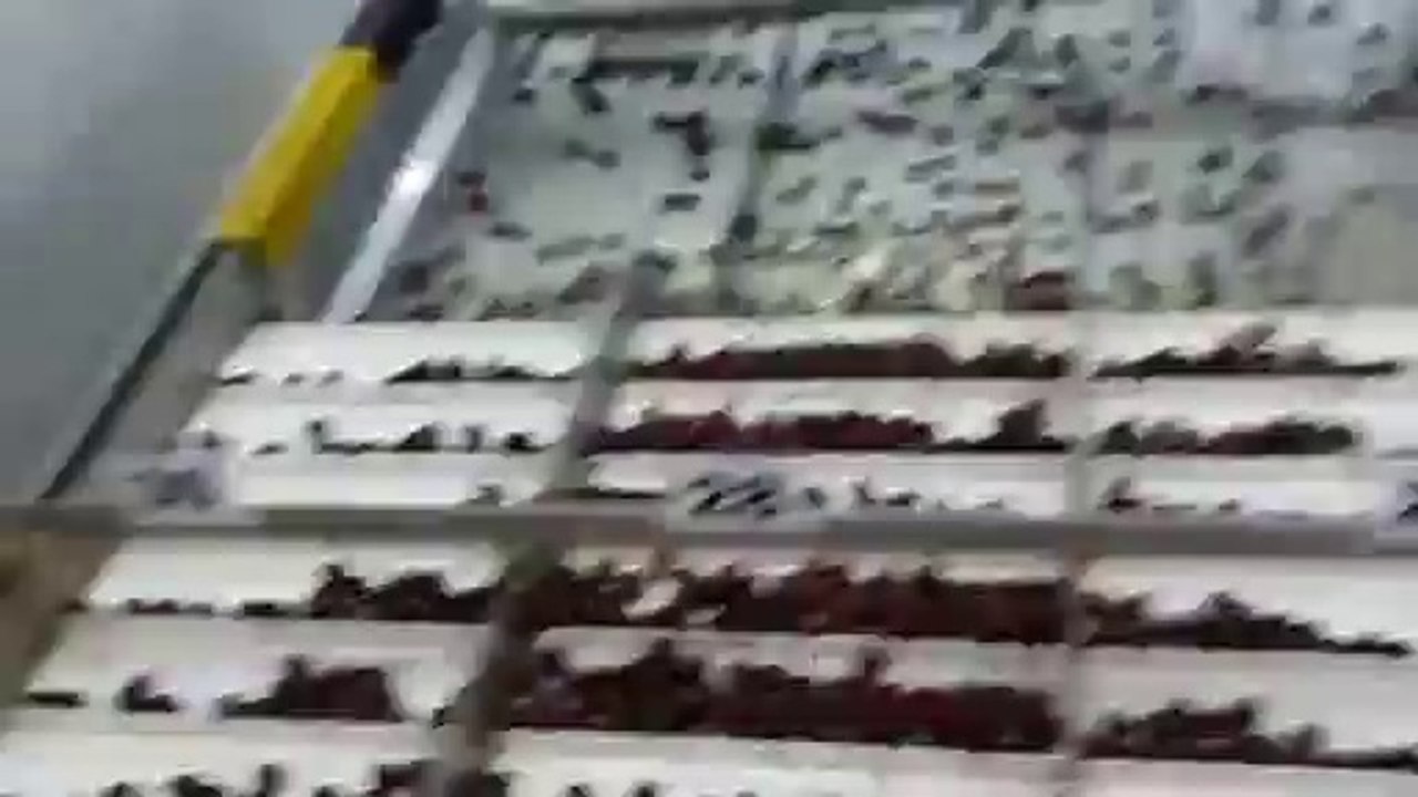 KİRAZ İŞLEME 2