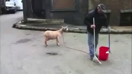 Keçileri Kaçırmış Keçiler İnsan Gibi Bağırıyor