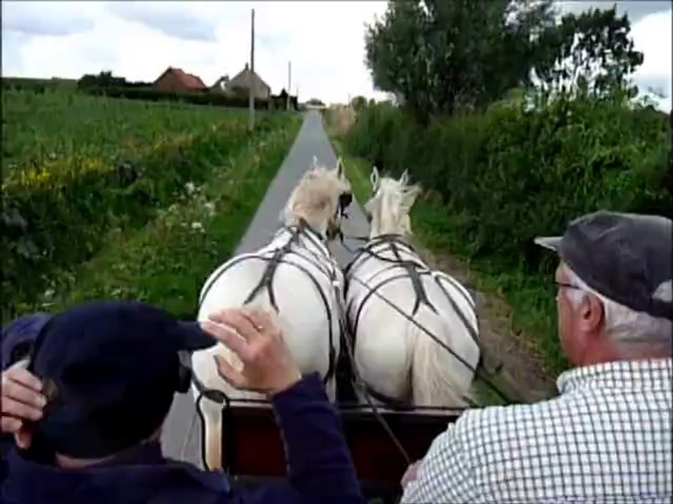 Balade dans le Nord avec des chevaux Boulonnais