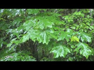 O Sajna (Parakh) by Farrukh Hamidi - Cover