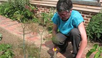 Jardinage : les astuces pour le repiquage des choux de Bruxelles