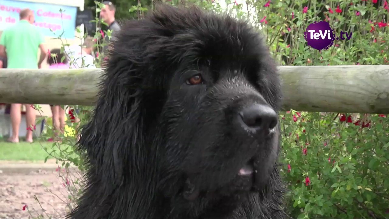 Chien de Terre-Neuve [TéVi] 14_08_20