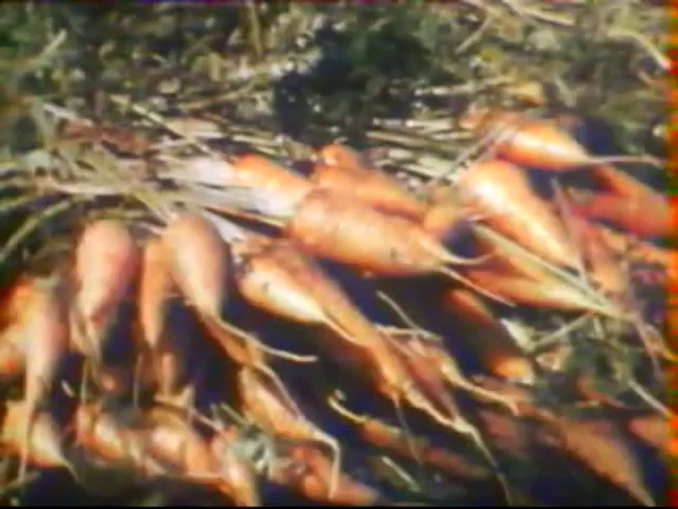 La Réunion longtemps en 1955