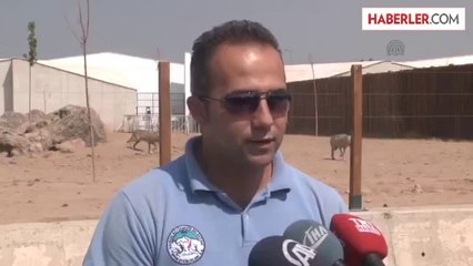 Kayseri'de Ayılar Buzlu Meyve Kokteyli ile Serinliyor