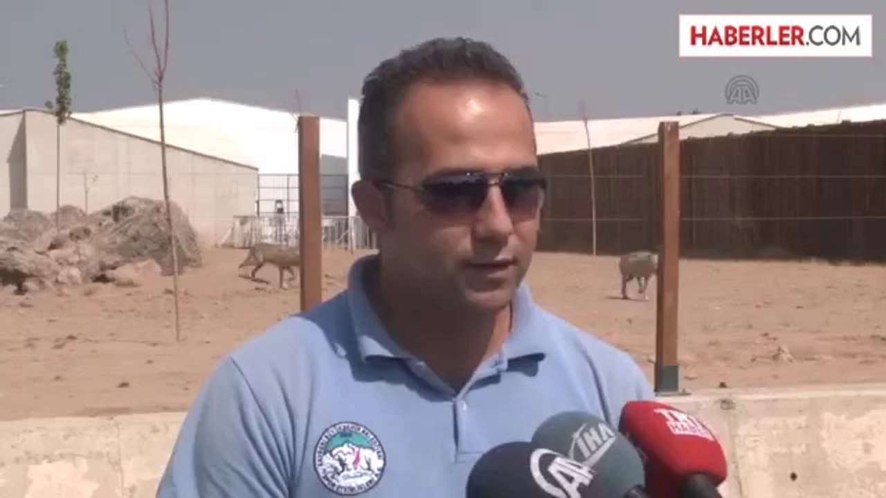 Kayseri'de Ayılar Buzlu Meyve Kokteyli ile Serinliyor