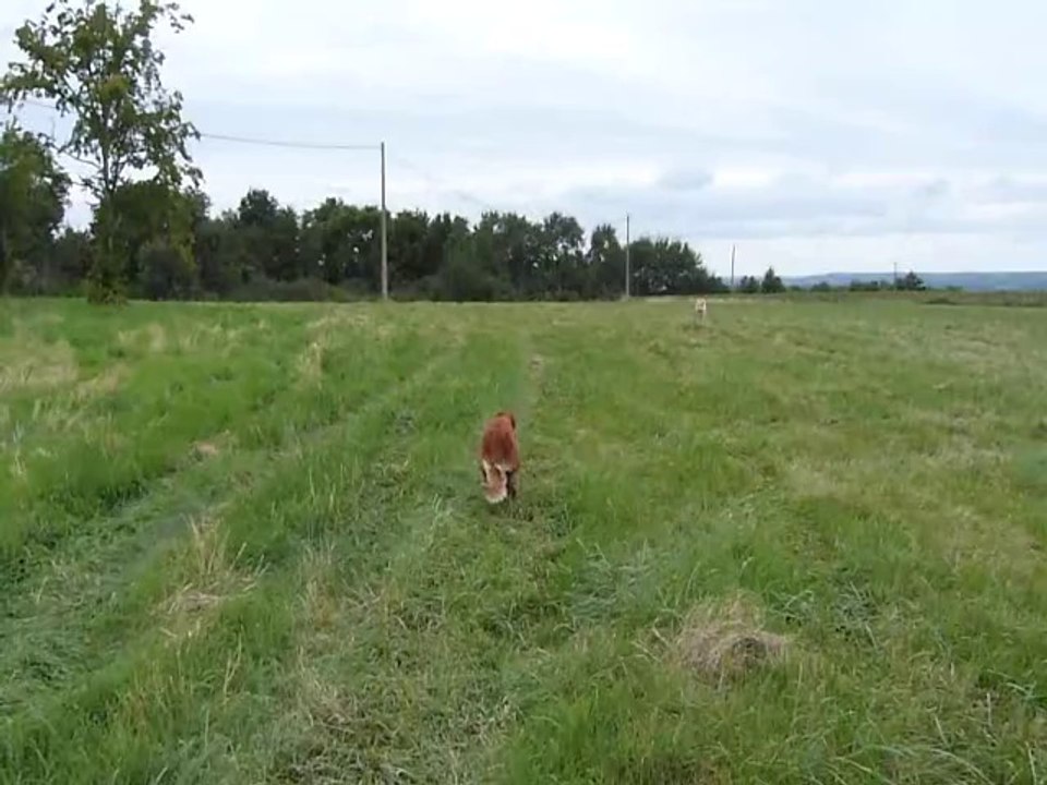 Qui est le plus rapide