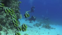 World's Best Diving and Resorts: Red Sea Aggressor