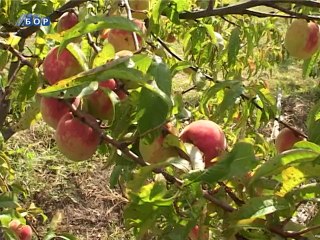 Loš prinos voća, 20. avgust 2014. (RTV Bor)