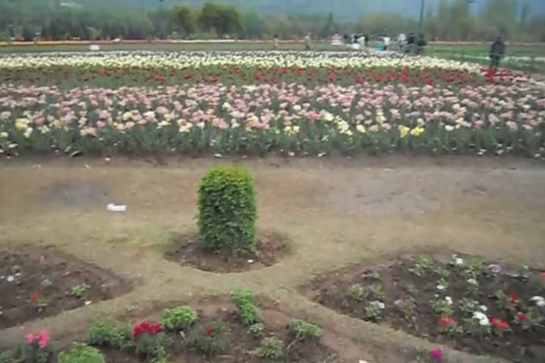 Tulip Garden : Kashmir
