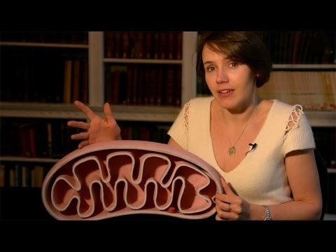 Chromosome (24) mtDNA - Lynn Margulis and the mitochondrial DNA