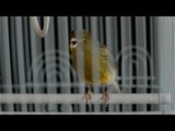 Chromosome 7 - I know why the caged bird sings