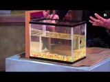 Christmas Lectures 2011: Siamese Fighting Fish fights its reflection
