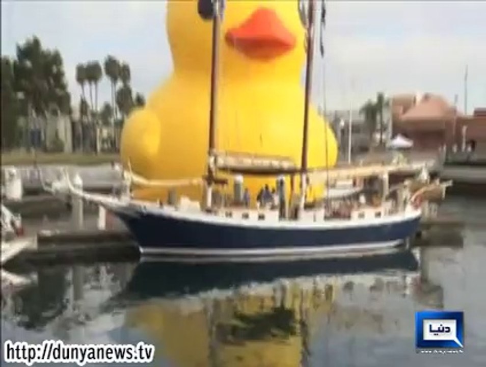 Dunya News - World's biggest bath toy, a 60-foot rubber duck, floats into Los Angeles harbor
