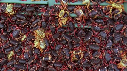 الحشد غزوات الطبيعة المذهله الحلقه الاولى عندما تتصادم العوالم BBC