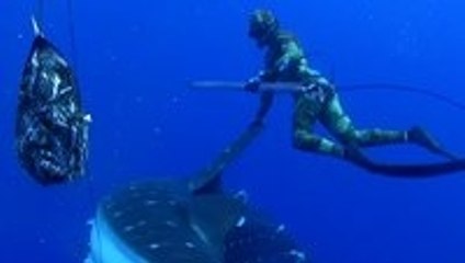 Huge whale shark swims straight in to a diver