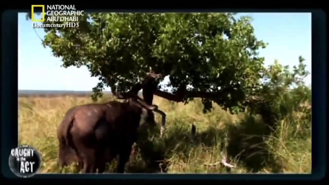 #وثائقي _ بالجرم المشهود _ الأخطبوط آكل لحوم البشر HD