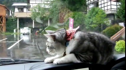 Sileceği yakalamaya çalışan kedi