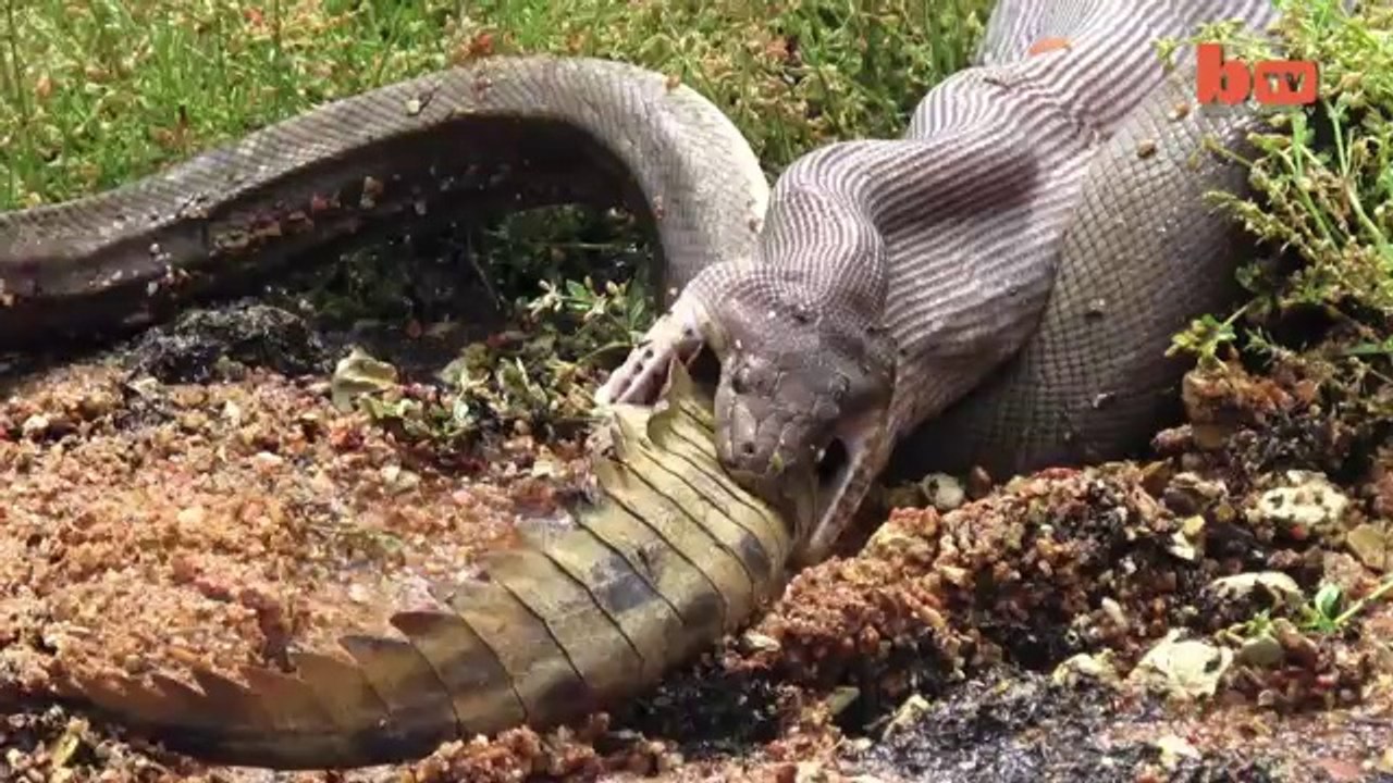 Pitonun 4 Metrelik Avı