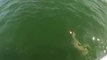 Un mérou géant avale un requin de 4m en une bouchée.