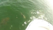 Giant grouper eats a shark in one bit! Scary fish.