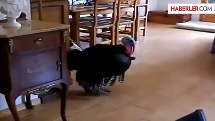 Hindi Müzik Eşliğinde Dans Etti